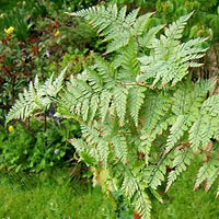 Davallia coltivazione e cura