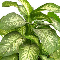 Dieffenbachia coltivazione e cura