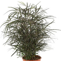 Dizygotheca coltivazione e cura