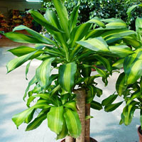 Dracena coltivazione e cura