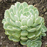 Echeveria coltivazione e cura