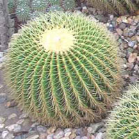 Echinocactus coltivazione e cura