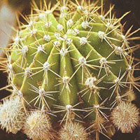 Echinopsis coltivazione e cura