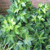 Fatshedera coltivazione e cura