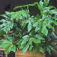 Fatsia coltivazione e cura