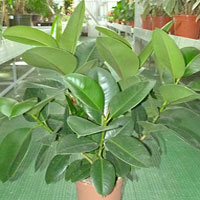 Ficus coltivazione e cura
