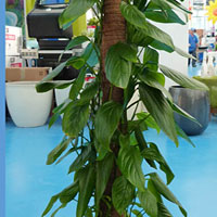 Filodendro coltivazione e cura