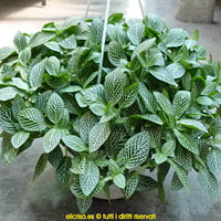 Fittonia coltivazione e cura