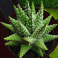 Haworthia coltivazione e cura