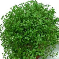 Helxine coltivazione e cura