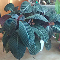 Hoffmannia coltivazione e cura