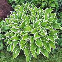 Hosta coltivazione e cura