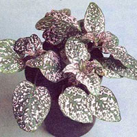 Hypoestes coltivazione e cura