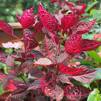 Iresine coltivazione e cura