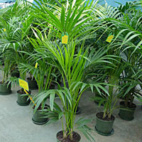 Kentia coltivazione e cura