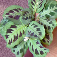 Maranta coltivazione e cura