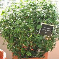 Murraya coltivazione e cura