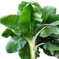 Musa coltivazione e cura