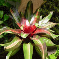 Neoregelia coltivazione e cura