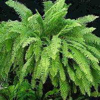 Nephrolepis coltivazione e cura