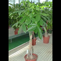 Pachira coltivazione e cura