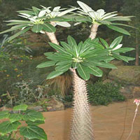 Pachypodium coltivazione e cura