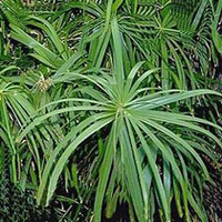 Papiro coltivazione e cura