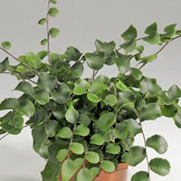 Pellaea coltivazione e cura