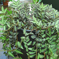 Pellionia coltivazione e cura