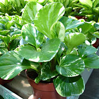 Peperomia coltivazione e cura