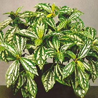 Pilea coltivazione e cura