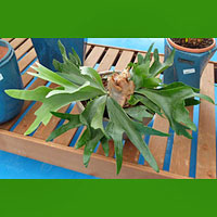 Platycerium coltivazione e cura