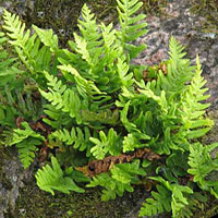 Polypodium coltivazione e cura