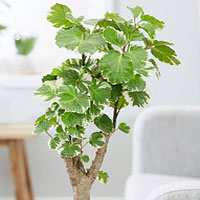 Polyscias coltivazione e cura