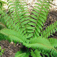 Polystichum coltivazione e cura