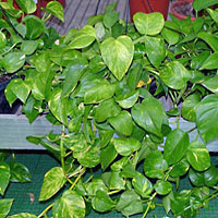 Pothos o Scindapsus coltivazione e cura