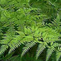 Pteris coltivazione e cura