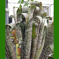 Quesnelia coltivazione e cura