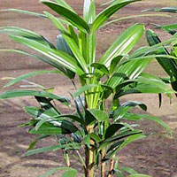 Rhapis coltivazione e cura