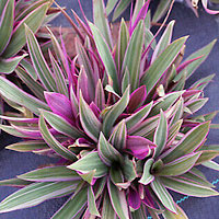 Rhoeo coltivazione e cura