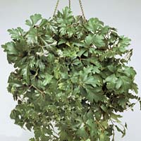 Rhoicissus coltivazione e cura