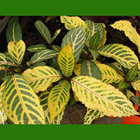 Sanchezia coltivazione e cura