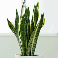 Sansevieria coltivazione e cura
