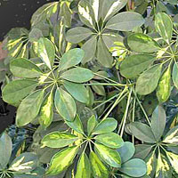 Schefflera coltivazione e cura