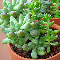 Sedum coltivazione e cura