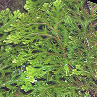 Selaginella coltivazione e cura