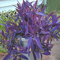 Setcreasea coltivazione e cura