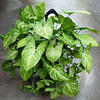 Syngonium coltivazione e cura