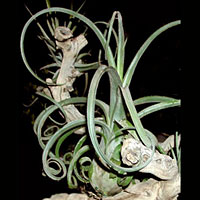 Tillandsia coltivazione e cura