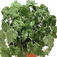 Tolmiea coltivazione e cura